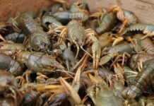 За одного незаконно виловленого рака — 3332 гривні: на Чернігівщині вводять заборону