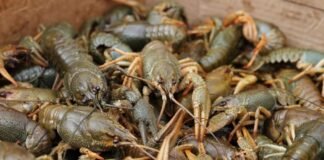 За одного незаконно виловленого рака — 3332 гривні: на Чернігівщині вводять заборону