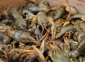 За одного незаконно виловленого рака — 3332 гривні: на Чернігівщині вводять заборону