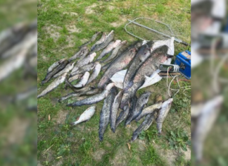 На Чернігівщині браконьєри електровудкою спіймали 31 сома: збитки перевищили 160 тисяч гривень