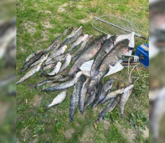 На Чернігівщині браконьєри електровудкою спіймали 31 сома: збитки перевищили 160 тисяч гривень