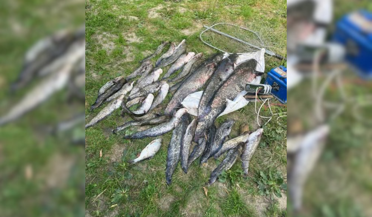 На Чернігівщині браконьєри електровудкою спіймали 31 сома: збитки перевищили 160 тисяч гривень