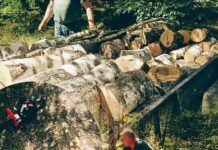 Причіп завантажений колодами берези: у Чернігові виявили порушення заготівлі деревини