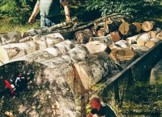 Причіп завантажений колодами берези: у Чернігові виявили порушення заготівлі деревини