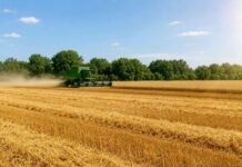 Жнива-2026: на Чернігівщині намолотили понад 800 тисяч тонн зерна та 190 тисяч тонн ріпаку