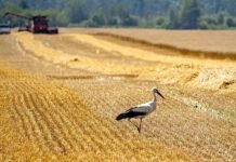На Чернігівщині зібрали якісну пшеницю, але аграрії зіткнулися з проблемою її збуту