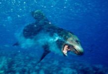 Демонические морские львы терроризируют отдыхающих: людям угрожает коварное заболевание
