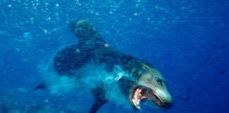 Демонические морские львы терроризируют отдыхающих: людям угрожает коварное заболевание